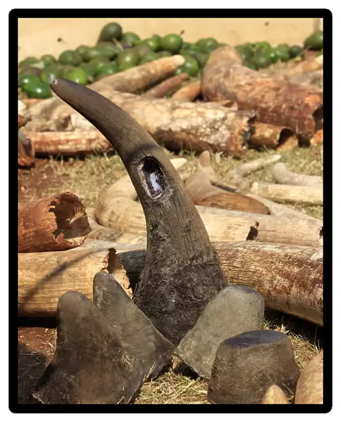 A rhino horn previously fitted with a radio transmitter is seen among elephant tusks