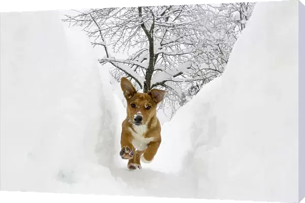 A dog runs in a snow shaft in Ljubljana