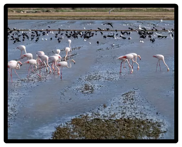 Flamingos search for food at the Albufera Natural Park in Valencia