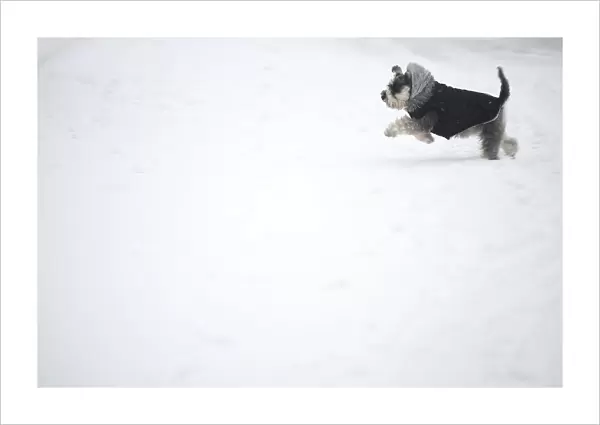 A dog runs in the snow in Dublin