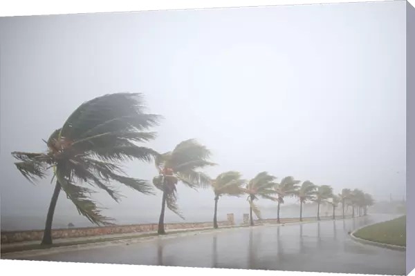 Palm trees sway in the wind prior to the arrival of the Hurricane Irma in Caibarien