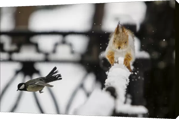 A tomtit bird flies past a squirrel running on a fence after a snowfall in a park in