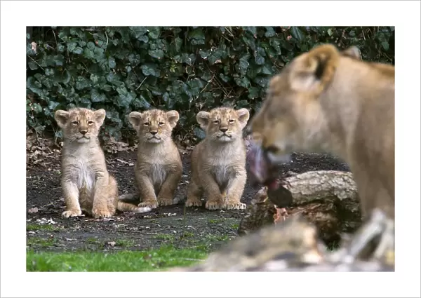 Three Asian lion cubs stand next to their mother Lorena while being presented to the