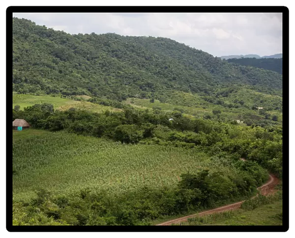 A tobacco plantation is seen in Sucre