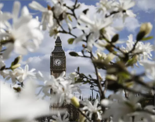 The Big Ben clock tower is seen through blooming flowers in central London