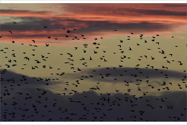 Large flocks of starlings fly at dusk over the Somerset Levels near Glastonbury