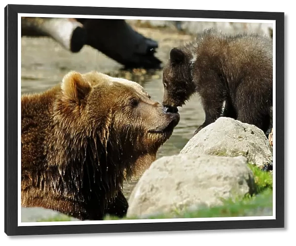A Kamchatka Brown Bear and one of her two three-month-old cubs are pictured in Hagenbecks
