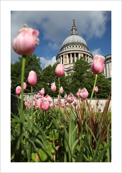 Flowers bloom in front of St Pauls Cathedral in central London
