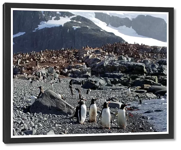 Penguins gather on Curverville Island, Antarctica