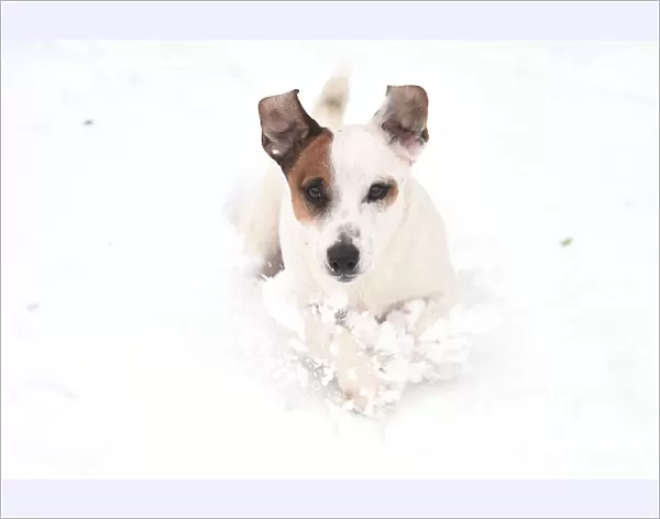 A Jack Russell terrier plays in the snow in Dublin