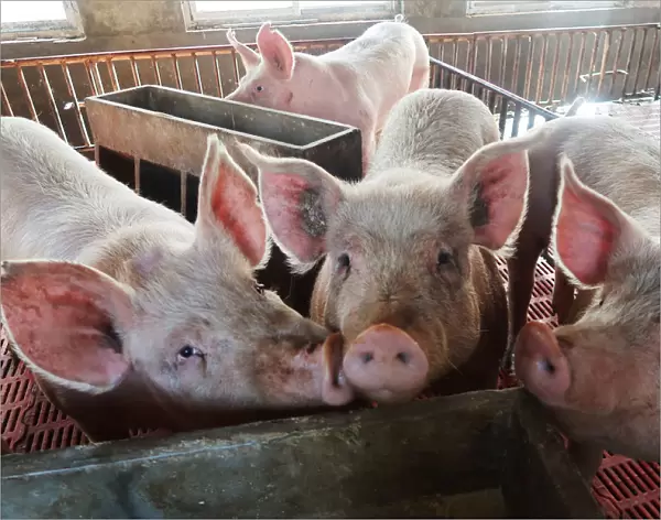 Pigs are seen on a family farm in Xiaoxinzhuang village, Hebei