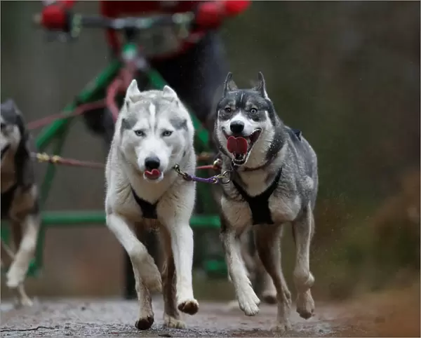 A sled dog team pull a rig during the Aviemore Sled Dog Rally in Aviemore