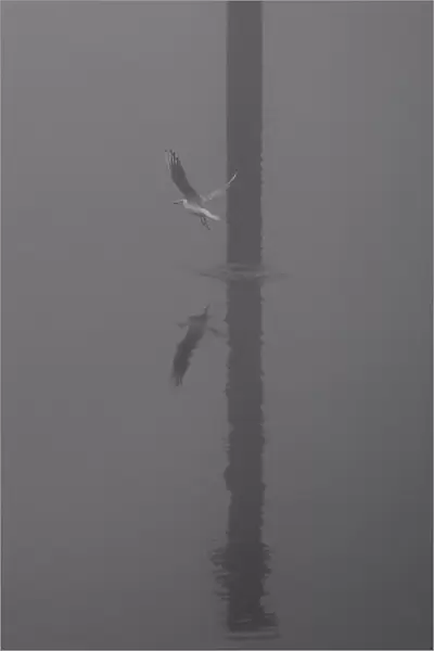 Seabirds fly through heavy fog at the Titanic docks in Belfast