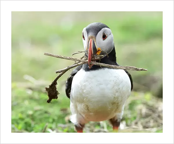 An Atlantic Puffin collects twigs for its nest in a burrow on the island of Skomer