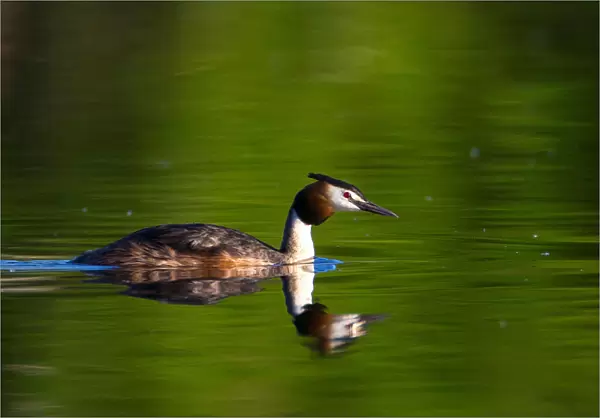 A great crested grebe swims in a lake near the the town of Vileika
