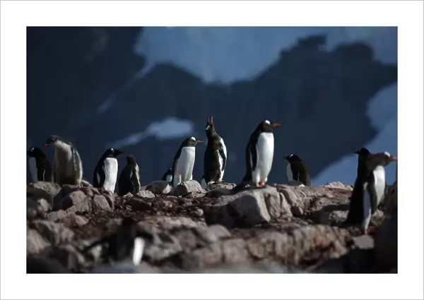 Penguins stand on Curverville Island, Antarctica