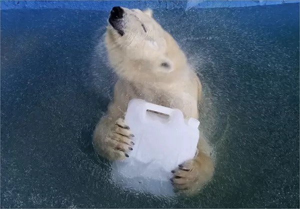 Aurora, an 8-year-old female polar bear, plays with a plastic canister in a swimming pool