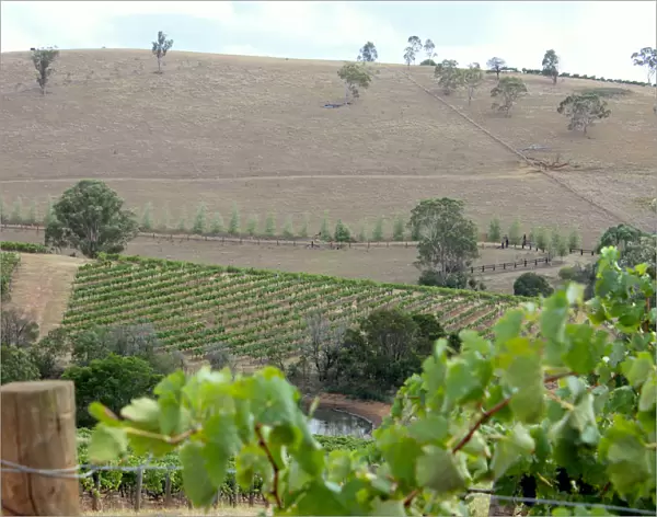 Vines can be seen in a paddock at Petersons Winery in the Hunter Valley