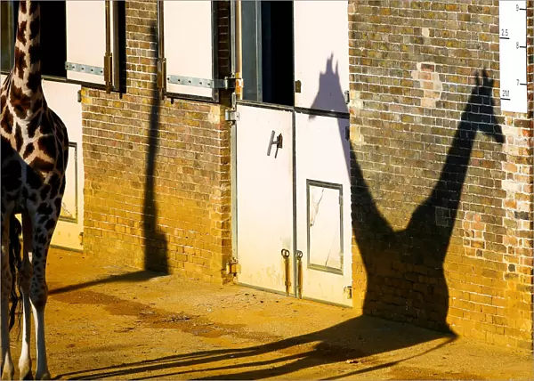 A pair of giraffes cast a shadow at London Zoo in London
