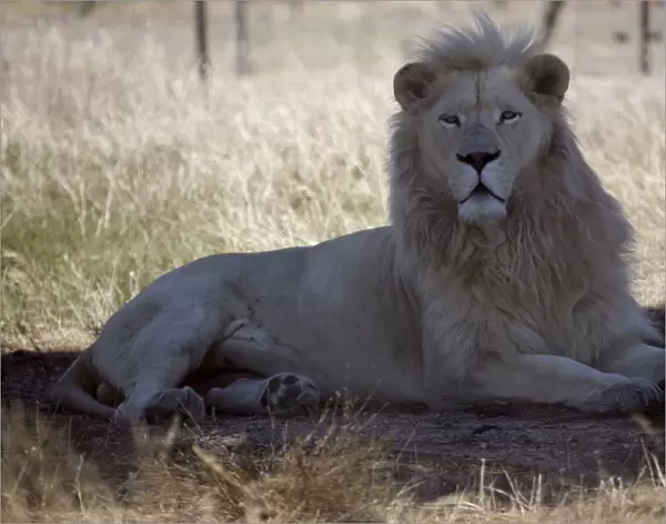 A white lion named Brutus is seen at the Drakenstein Lion Park near Cape Town
