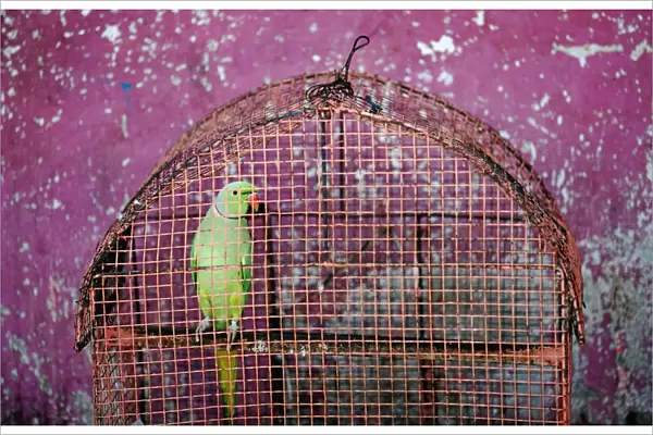 A parrot is seen inside a cage near a house in Colombo