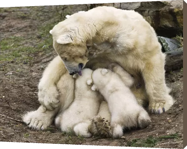 Polar bear Huggies licks her twin cubs while breastfeeding them during their first public