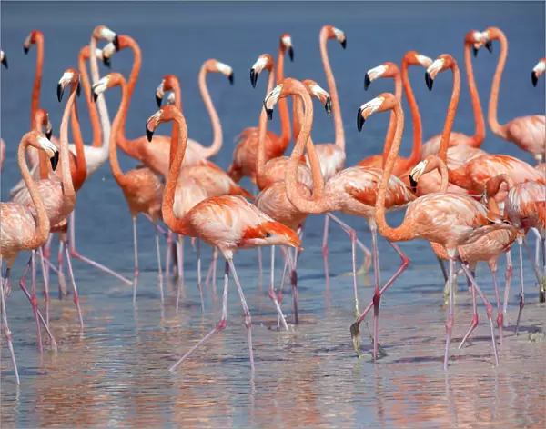 Flamingos stand in the waters of a wetland reserve in Celestun in Mexicos Yucatan
