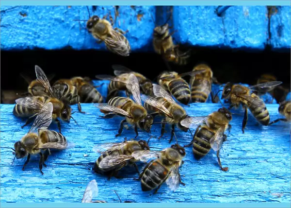 Bees come in and out from a beehive at beekeeper Baranenkos bee-garden in the village of
