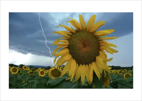A sunflower field is seen in stormy weather near Donzere