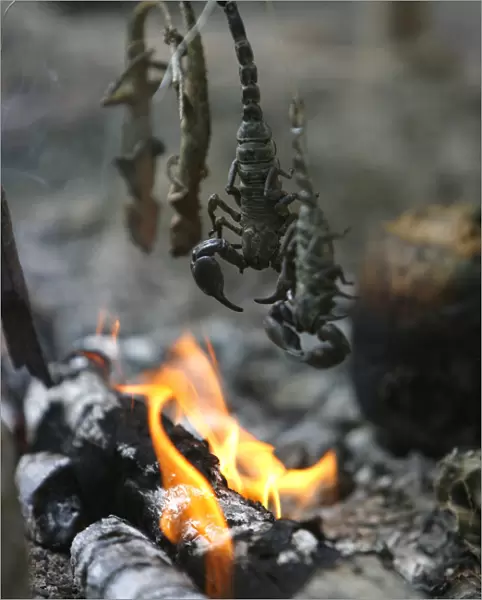 Scorpions and lizards are grilled over a fire during a jungle survival exercise with the