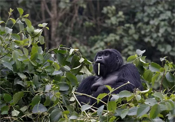 An endangered silverback high mountain gorilla from Sabyinyo family rests atop trees