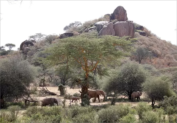 Elephants graze at the Mpala Research Centre in Laikipia County