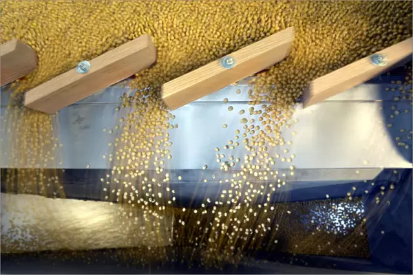 Soybeans being sorted according to their weight and density on a gravity sorter machine