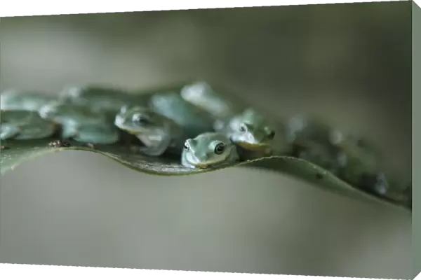 Tree frogs sit on a leaf at an amphibian feeding camp outside Hanoi
