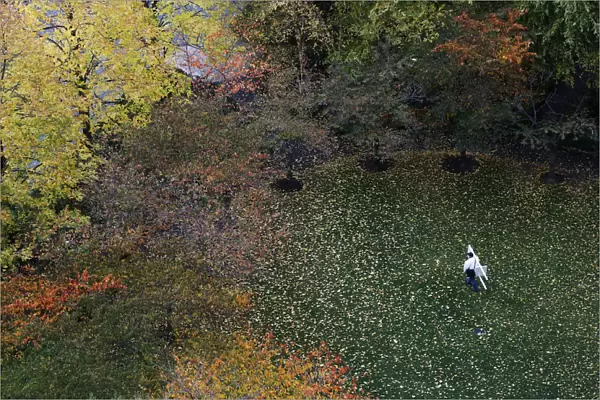 A man carries a white folding lounge chair through a leaf-covered park enclosed by trees