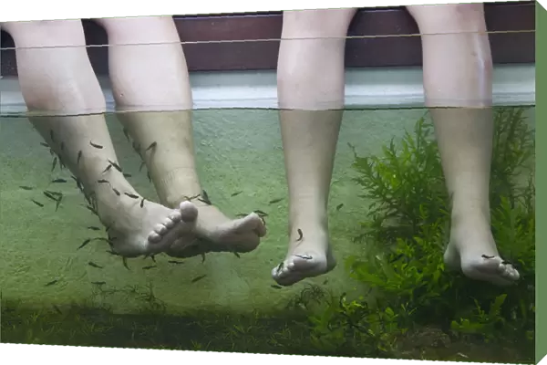 Customers rest their feet in a tank containing doctor fish at a fish spa inside a