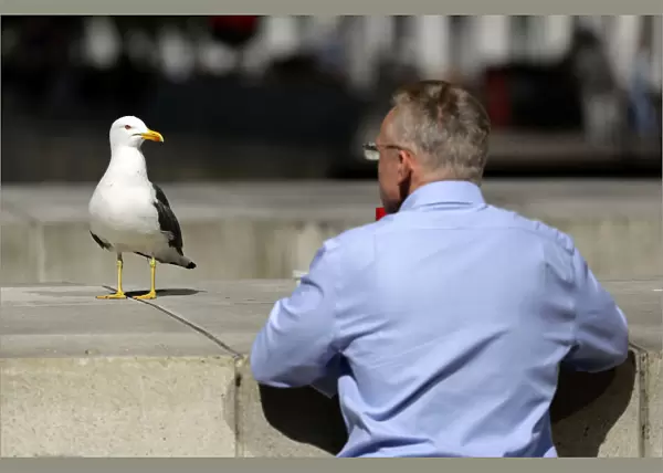 A seagull and a man look at each other on a warm spring day in London