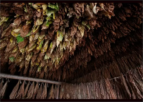 Tobacco leaves are seen in a curing barn at a tobacco plantation in Sucre