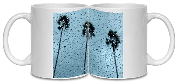 Palm trees are pictured through rain drops on a car window after a rainstorm in Encinitas