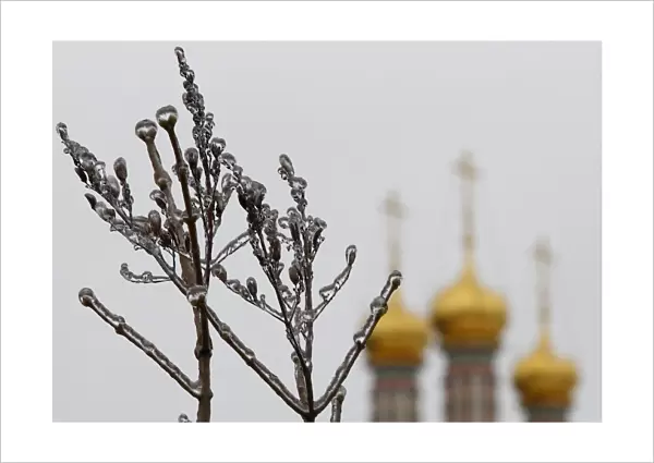 Branches of a tree are covered with ice, with domes of a cathedral seen in the background