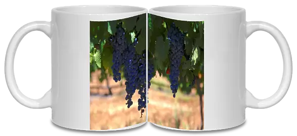 Shiraz grapes can be seen on vines in the Hunter Valley, located north of Sydney