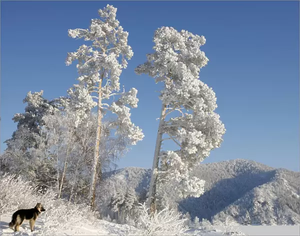 A dog stands under trees covered with heavy hoarfrost and snow on a bank of the frozen