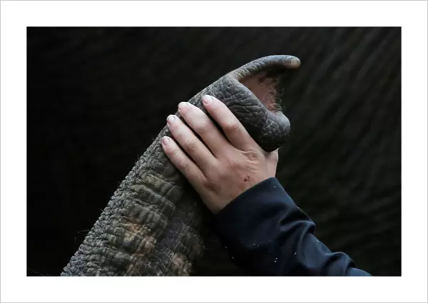 Elephant crew member Adria Cuellar pets a performing elephant before its final show for
