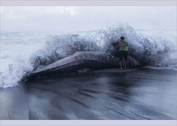 A villager looks closely at a whale shark which died after being stranded on the
