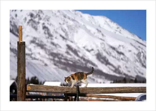 A cat is seen at Hemu village among snow mountains in Altay