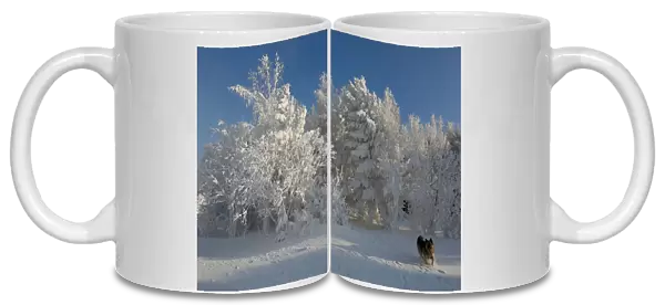 A dog runs through the snow on a bank of the Yenisei River outside Krasnoyarsk