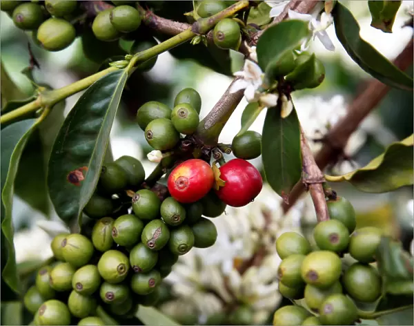 Coffee berries are seen in an plantation in the town of Kirinyaga near Nyeri