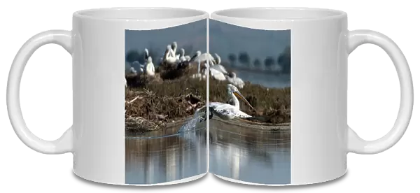 Dalmatian Pelicans (Pelecanus crispus) are pictured in the Divjake-Karavasta lagoon