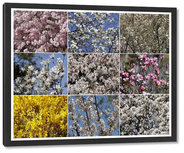 A combination of photgraphs shows blossoms in a public garden in Vienna