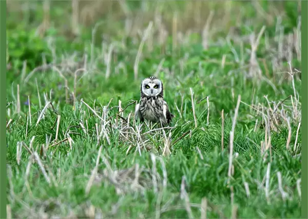 A rare short-eared owl stands in the grass in daylight on the island of Skomer